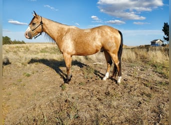 American Quarter Horse, Gelding, 6 years, Buckskin