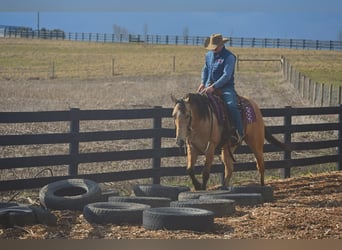 American Quarter Horse, Gelding, 6 years, Buckskin