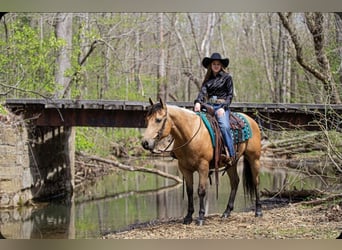American Quarter Horse, Gelding, 6 years, Buckskin