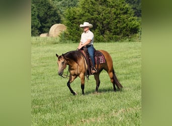 American Quarter Horse, Gelding, 6 years, Buckskin