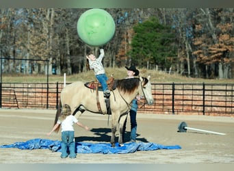 American Quarter Horse, Gelding, 6 years, Buckskin