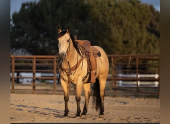 American Quarter Horse, Gelding, 6 years, Buckskin