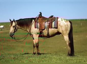 American Quarter Horse Mix, Gelding, 6 years, Buckskin