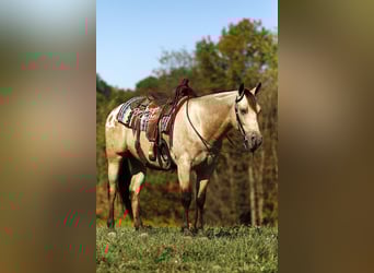 American Quarter Horse Mix, Gelding, 6 years, Buckskin