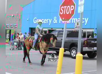 American Quarter Horse, Gelding, 6 years, Buckskin