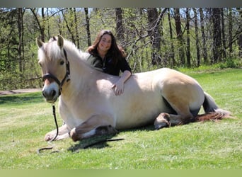 American Quarter Horse, Gelding, 6 years, Buckskin