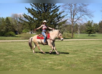 American Quarter Horse, Gelding, 6 years, Buckskin