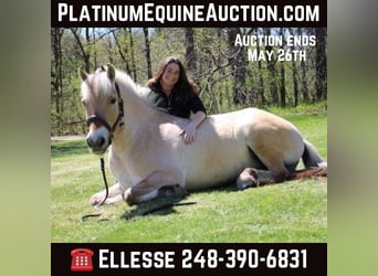 American Quarter Horse, Gelding, 6 years, Buckskin