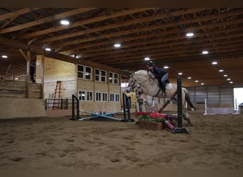 American Quarter Horse, Gelding, 6 years, Buckskin