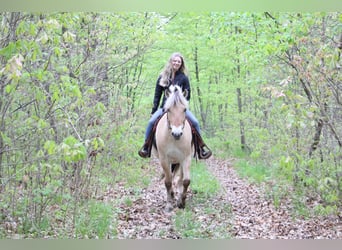 American Quarter Horse, Gelding, 6 years, Buckskin