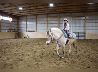 American Quarter Horse, Gelding, 6 years, Buckskin