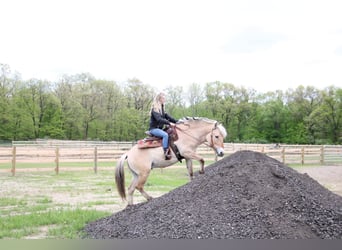 American Quarter Horse, Gelding, 6 years, Buckskin