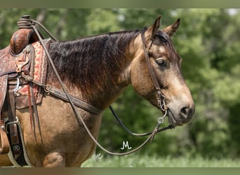 American Quarter Horse, Gelding, 6 years, Buckskin