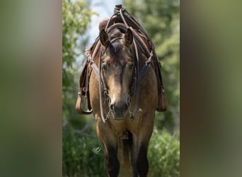 American Quarter Horse, Gelding, 6 years, Buckskin