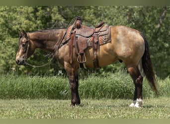 American Quarter Horse, Gelding, 6 years, Buckskin