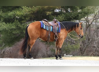 American Quarter Horse, Gelding, 6 years, Buckskin