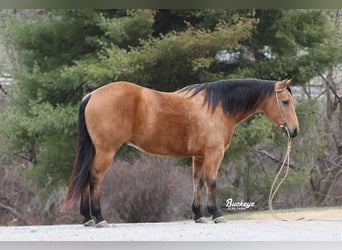 American Quarter Horse, Gelding, 6 years, Buckskin