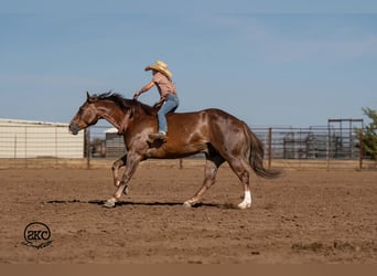 American Quarter Horse, Gelding, 6 years, Chestnut