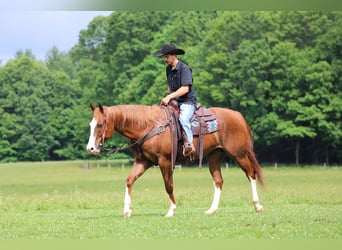 American Quarter Horse, Gelding, 6 years, Chestnut