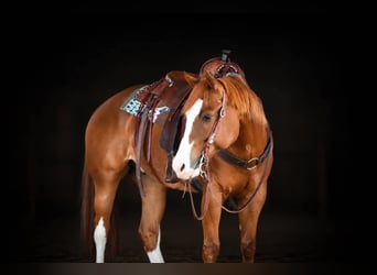 American Quarter Horse, Gelding, 6 years, Chestnut