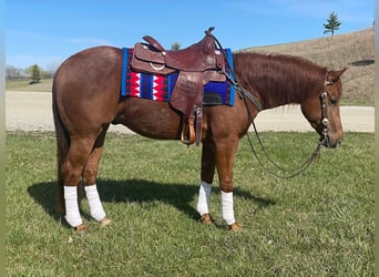 American Quarter Horse, Gelding, 6 years, Chestnut