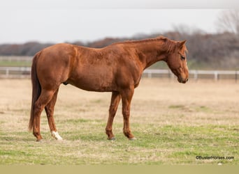 American Quarter Horse, Gelding, 6 years, Chestnut