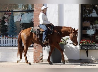 American Quarter Horse, Gelding, 6 years, Chestnut