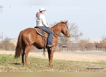 American Quarter Horse, Gelding, 6 years, Chestnut