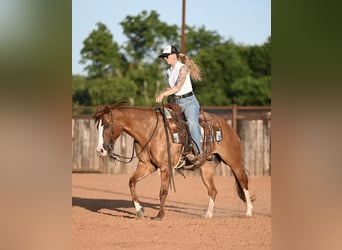 American Quarter Horse, Gelding, 6 years, Dun