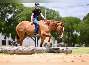 American Quarter Horse, Gelding, 6 years, Dun