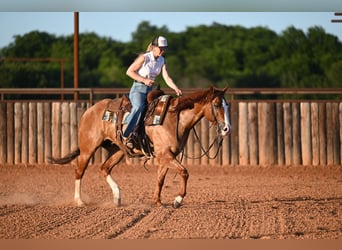 American Quarter Horse, Gelding, 6 years, Dun