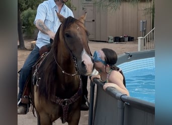 American Quarter Horse, Gelding, 6 years, Dun