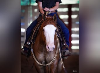 American Quarter Horse, Gelding, 6 years, Dun