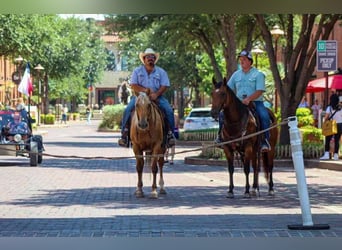 American Quarter Horse, Gelding, 6 years, Dun