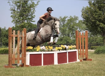 American Quarter Horse, Gelding, 6 years, Gray-Dapple
