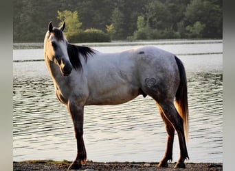 American Quarter Horse, Gelding, 6 years, Gray