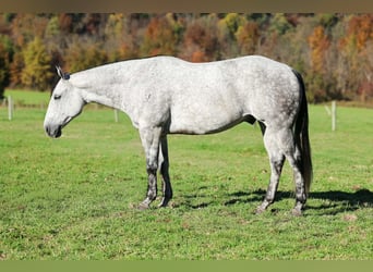 American Quarter Horse, Gelding, 6 years, Grey-Dapple