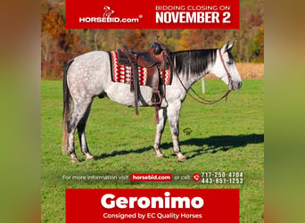 American Quarter Horse, Gelding, 6 years, Grey-Dapple