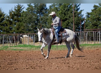 American Quarter Horse, Gelding, 6 years, Grey