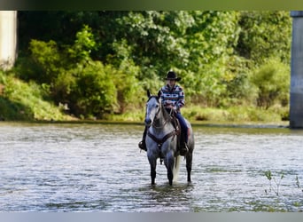 American Quarter Horse, Gelding, 6 years, Grey