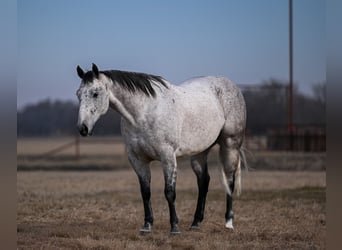 American Quarter Horse, Gelding, 6 years, Grey