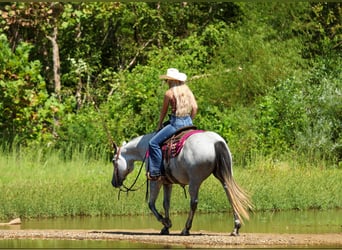 American Quarter Horse, Gelding, 6 years, Grey