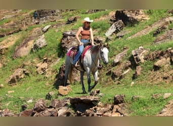 American Quarter Horse, Gelding, 6 years, Grey