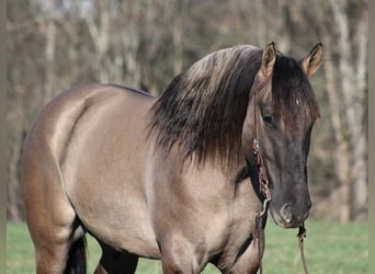 American Quarter Horse, Gelding, 6 years, Grullo