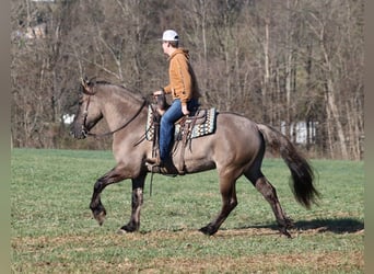 American Quarter Horse, Gelding, 6 years, Grullo