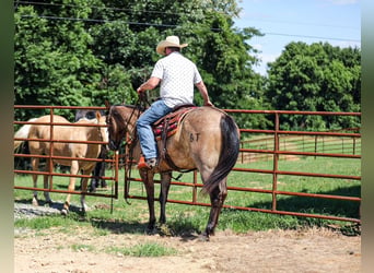 American Quarter Horse, Gelding, 6 years, Grullo