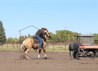 American Quarter Horse, Gelding, 6 years, Palomino