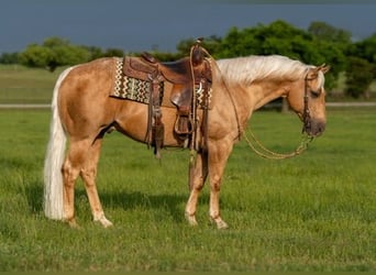 American Quarter Horse, Gelding, 6 years, Palomino