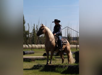 American Quarter Horse, Gelding, 6 years, Palomino