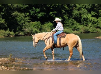 American Quarter Horse, Gelding, 6 years, Palomino